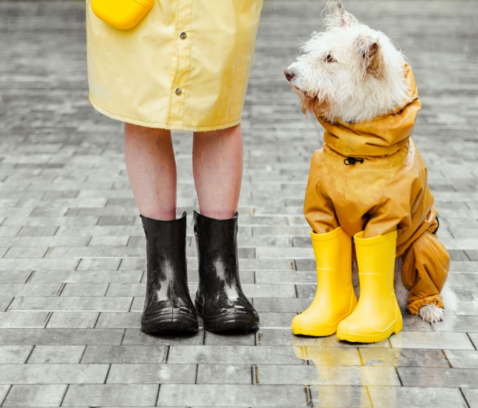Dog wearing protective boots while walking on a hiking trail.