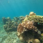 Marine Protected Area along the South African coastline highlighting ocean conservation.