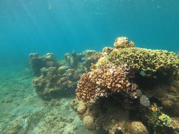 Marine Protected Area along the South African coastline highlighting ocean conservation.