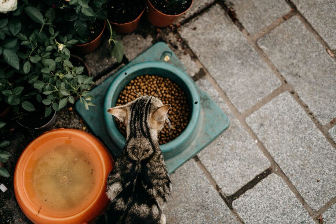 Cat owner reading the ingredients and nutritional information on a cat food package