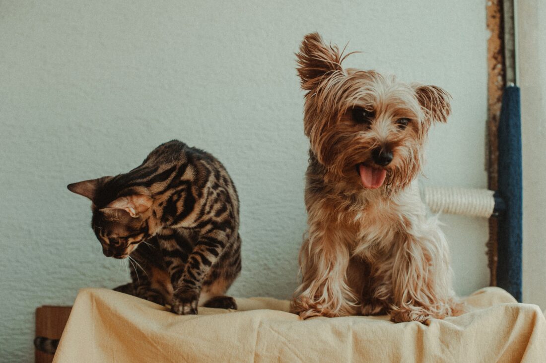 Healthy dog and cat sitting beside bowls of balanced pet food
