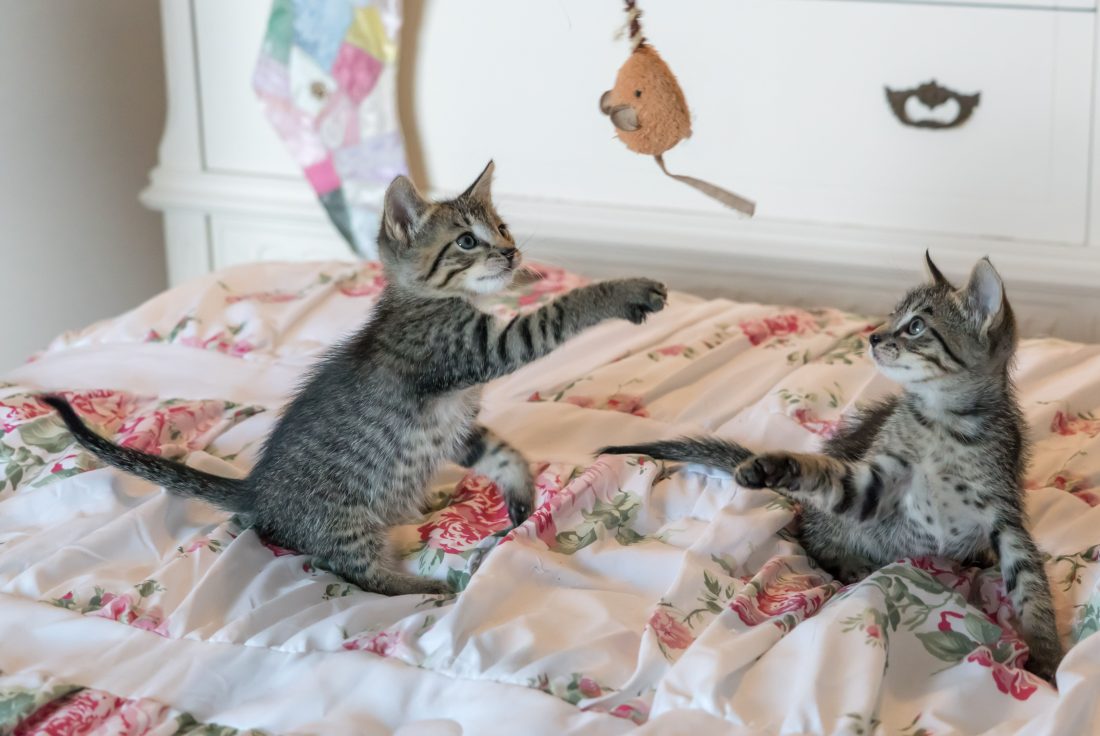 A curious kitten exploring a safe, cat-proofed living room with scratching post, toys and secure furniture.
