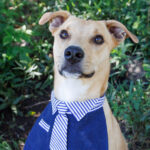Chief, an affectionate rescue dog waiting for adoption at Woodrock Animal Rescue in Gauteng