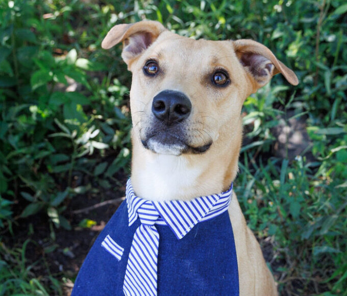 Chief, an affectionate rescue dog waiting for adoption at Woodrock Animal Rescue in Gauteng