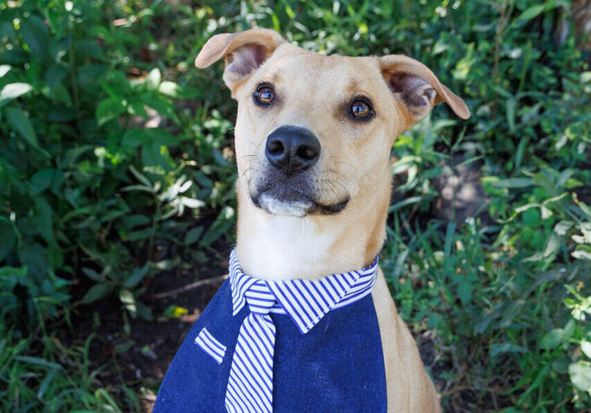 Chief, an affectionate rescue dog waiting for adoption at Woodrock Animal Rescue in Gauteng