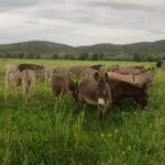 Donkeys rescued from Wupperthal in the Cederberg Mountains arriving at the Karoo Donkey Sanctuary