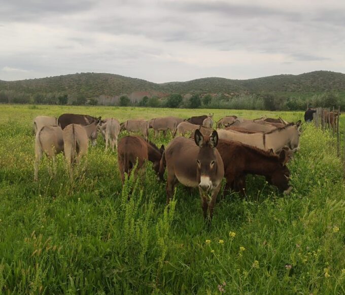 Donkeys rescued from Wupperthal in the Cederberg Mountains arriving at the Karoo Donkey Sanctuary