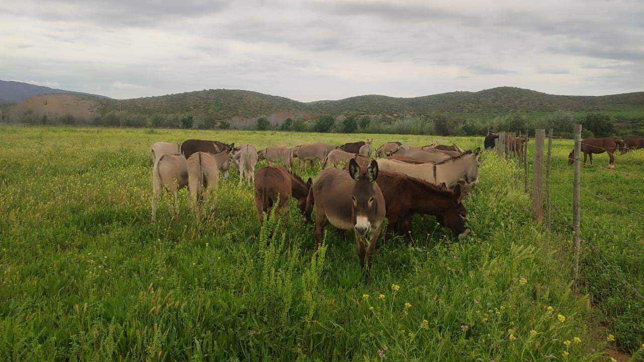Donkeys rescued from Wupperthal in the Cederberg Mountains arriving at the Karoo Donkey Sanctuary