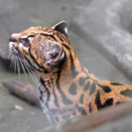 Leopardus tilcayo, a newly identified small spotted wild cat species from Bolivia's Yungas cloud forest