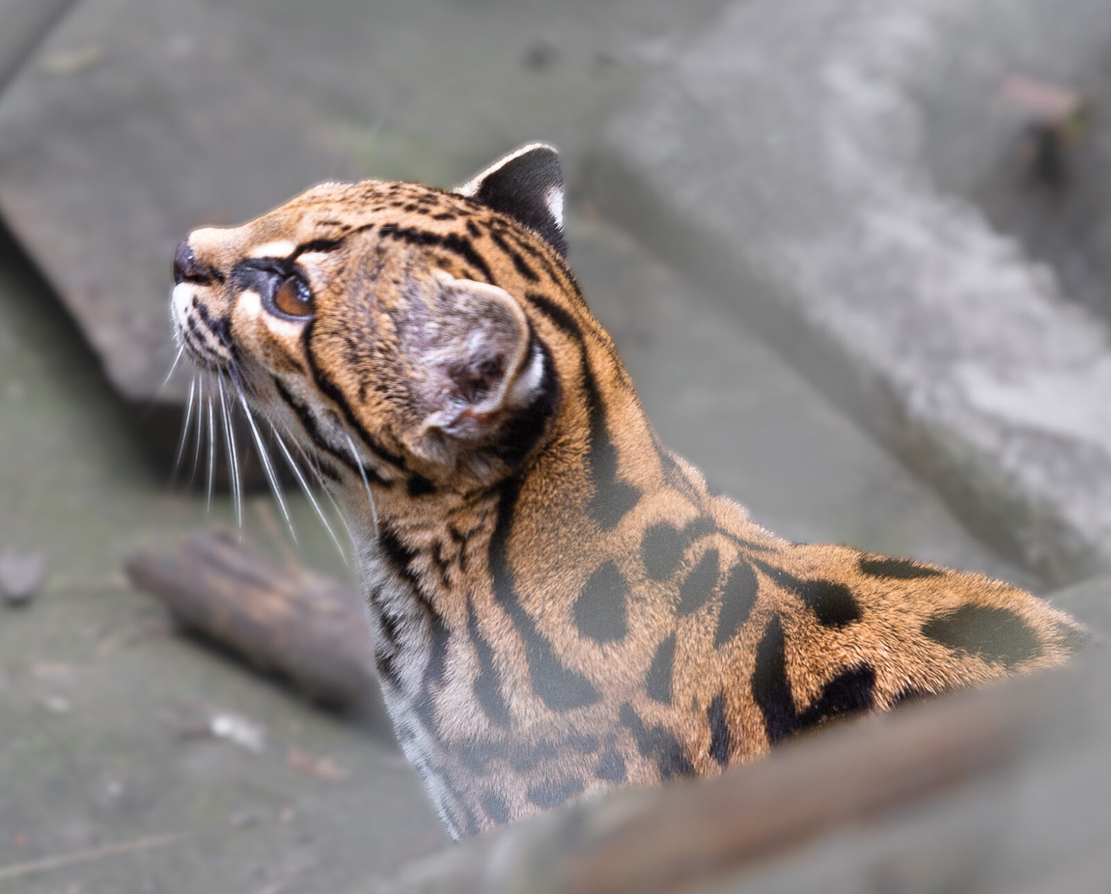 Leopardus tilcayo, a newly identified small spotted wild cat species from Bolivia's Yungas cloud forest