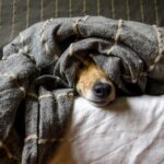 Dog looking away with its ears back and head lowered in a pose commonly interpreted as guilt
