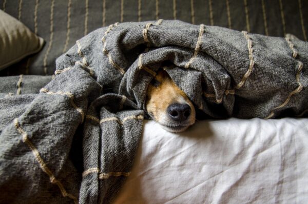Dog looking away with its ears back and head lowered in a pose commonly interpreted as guilt