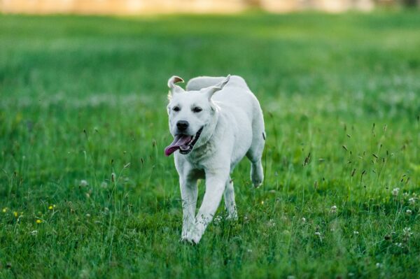 Labrador Retriever exercising outdoors before an episode of exercise-induced collapse