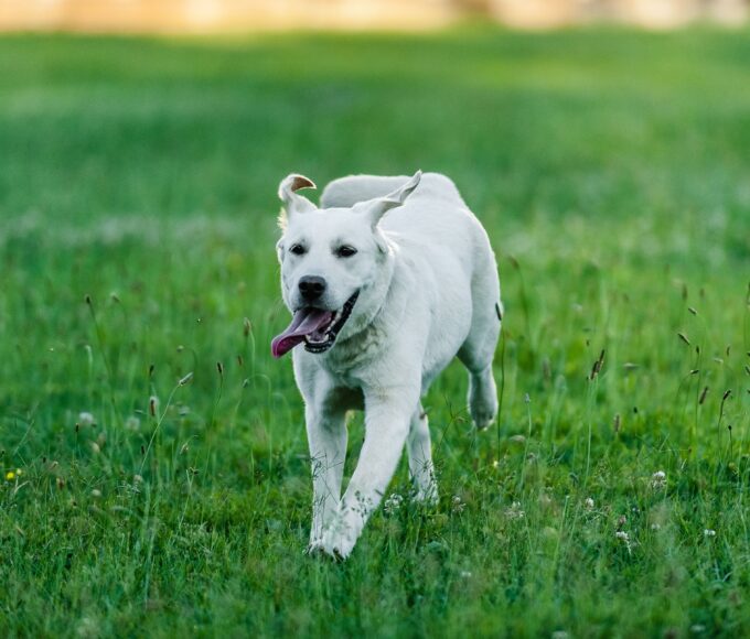 Labrador Retriever exercising outdoors before an episode of exercise-induced collapse