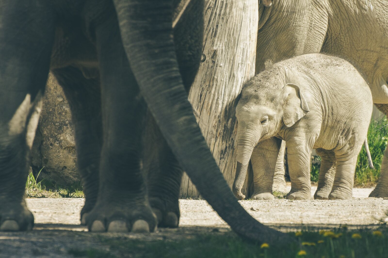 Fishermen rescuing a newborn elephant calf from the Teesta River in India