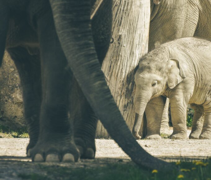 Fishermen rescuing a newborn elephant calf from the Teesta River in India