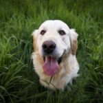 Golden Retrievers gathering for Golden Retriever Day in Gauteng