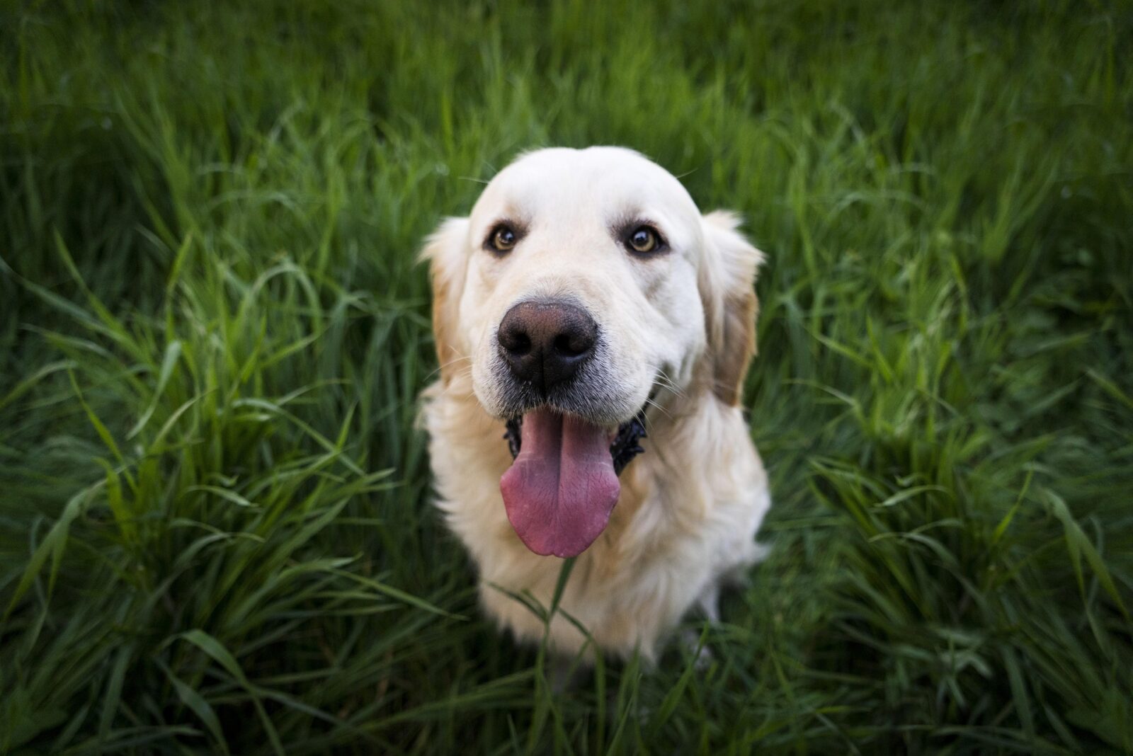 Golden Retrievers gathering for Golden Retriever Day in Gauteng