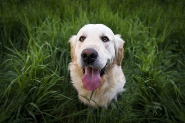 Golden Retrievers gathering for Golden Retriever Day in Gauteng
