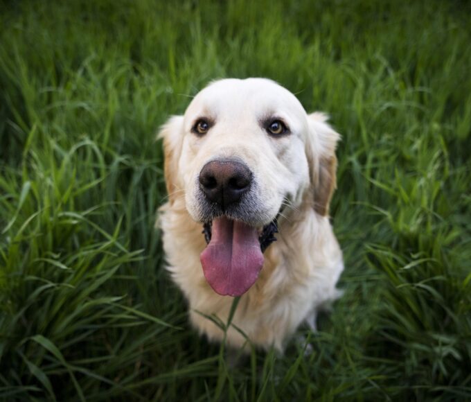 Golden Retrievers gathering for Golden Retriever Day in Gauteng