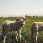 Farm animals representing FOUR PAWS South Africa's World Farm Animals Day campaign