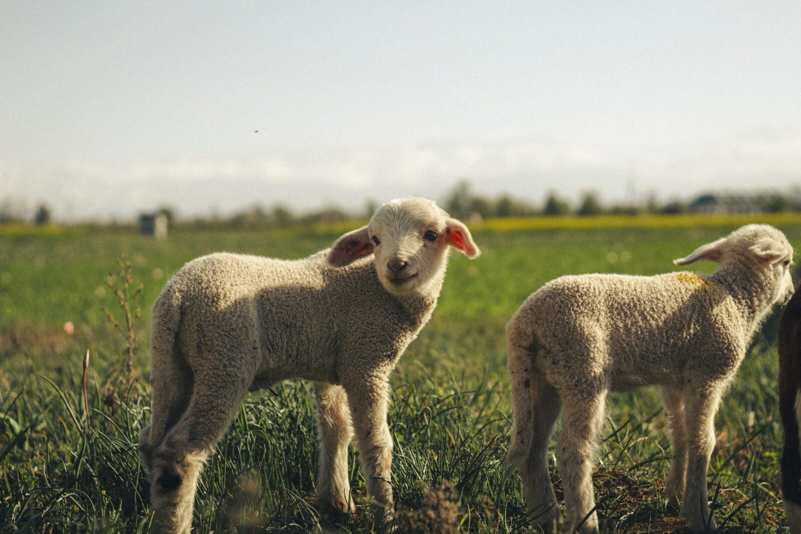 Farm animals representing FOUR PAWS South Africa's World Farm Animals Day campaign