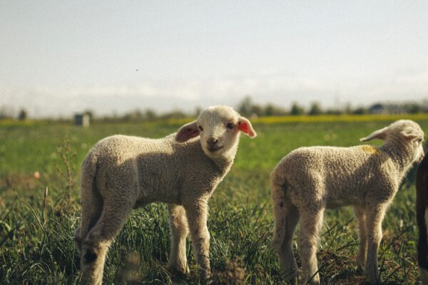 Farm animals representing FOUR PAWS South Africa's World Farm Animals Day campaign