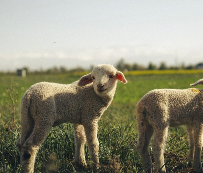 Farm animals representing FOUR PAWS South Africa's World Farm Animals Day campaign