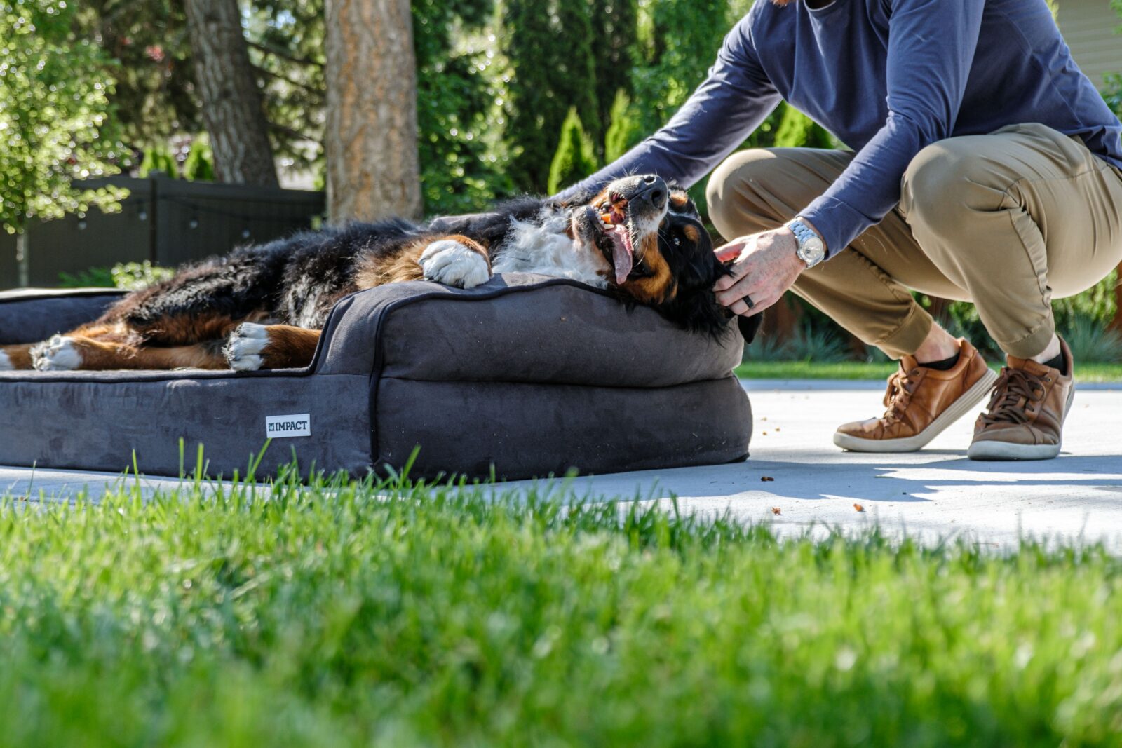 Pet resting on a clean bed after its bedding has been washed