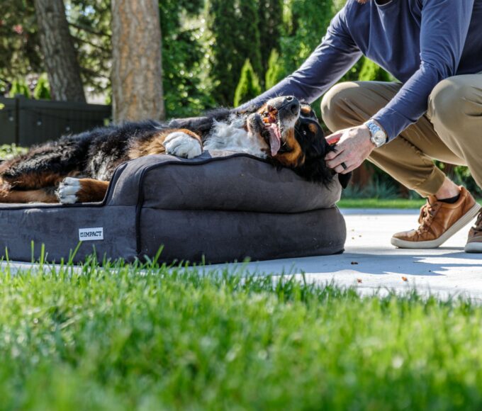 Pet resting on a clean bed after its bedding has been washed