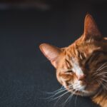 Affectionate cat rubbing its head against its owner's hand