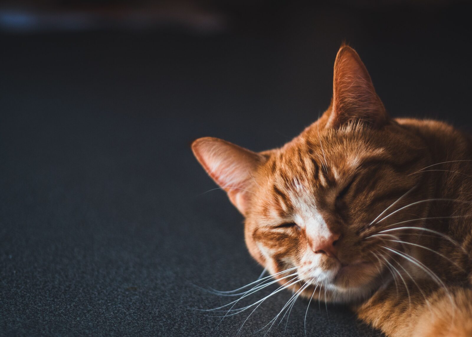 Affectionate cat rubbing its head against its owner's hand