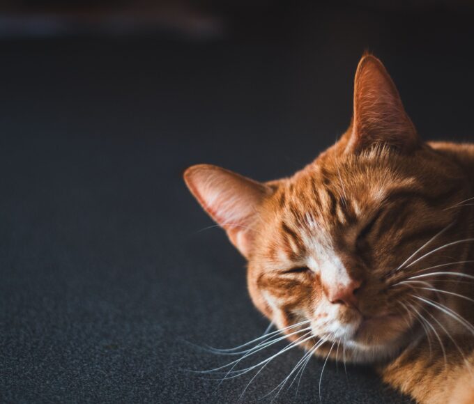 Affectionate cat rubbing its head against its owner's hand