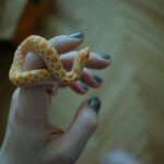 Beginner-friendly pet snake being handled carefully by its owner