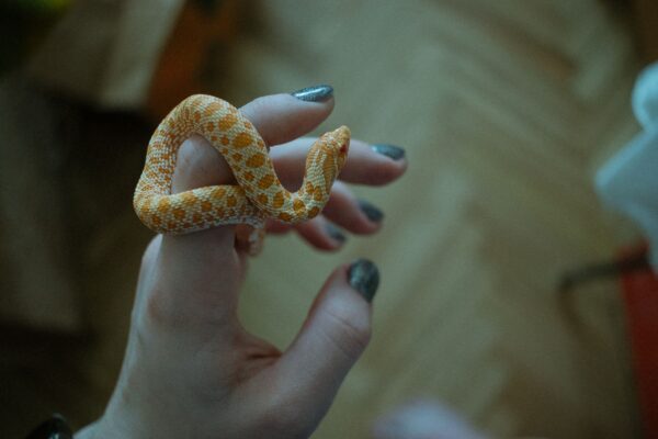 Beginner-friendly pet snake being handled carefully by its owner