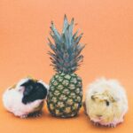 Different pets including a dog, cat, rabbit, bird, fish and reptile representing pet owner personality
