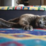 Cat being examined during a calm veterinary consultation in South Africa