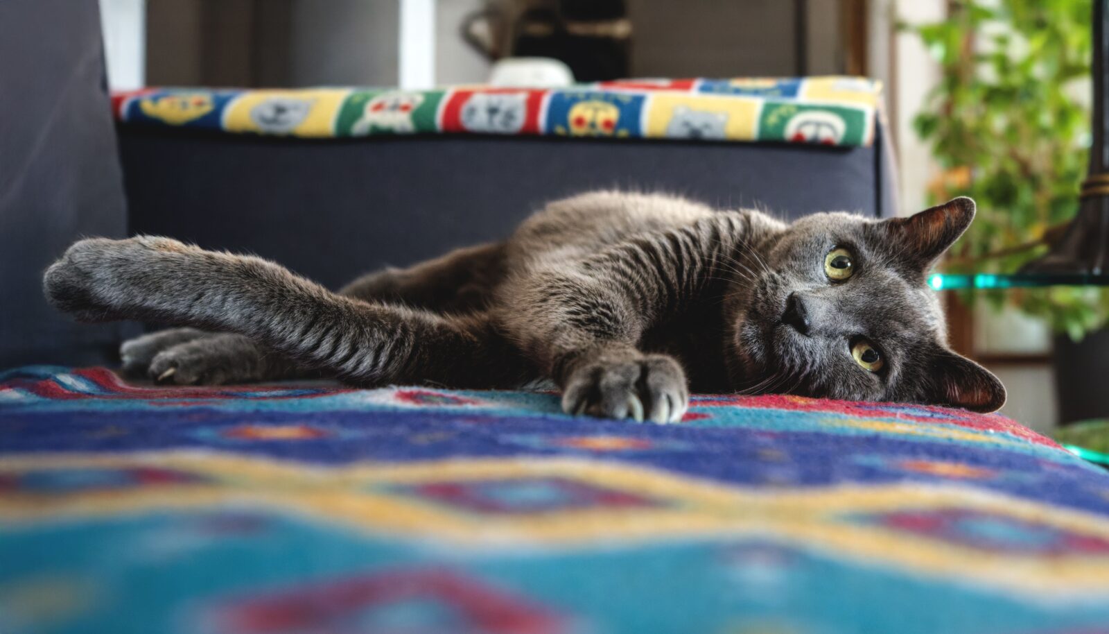 Cat being examined during a calm veterinary consultation in South Africa