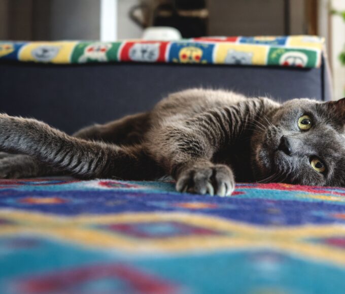 Cat being examined during a calm veterinary consultation in South Africa