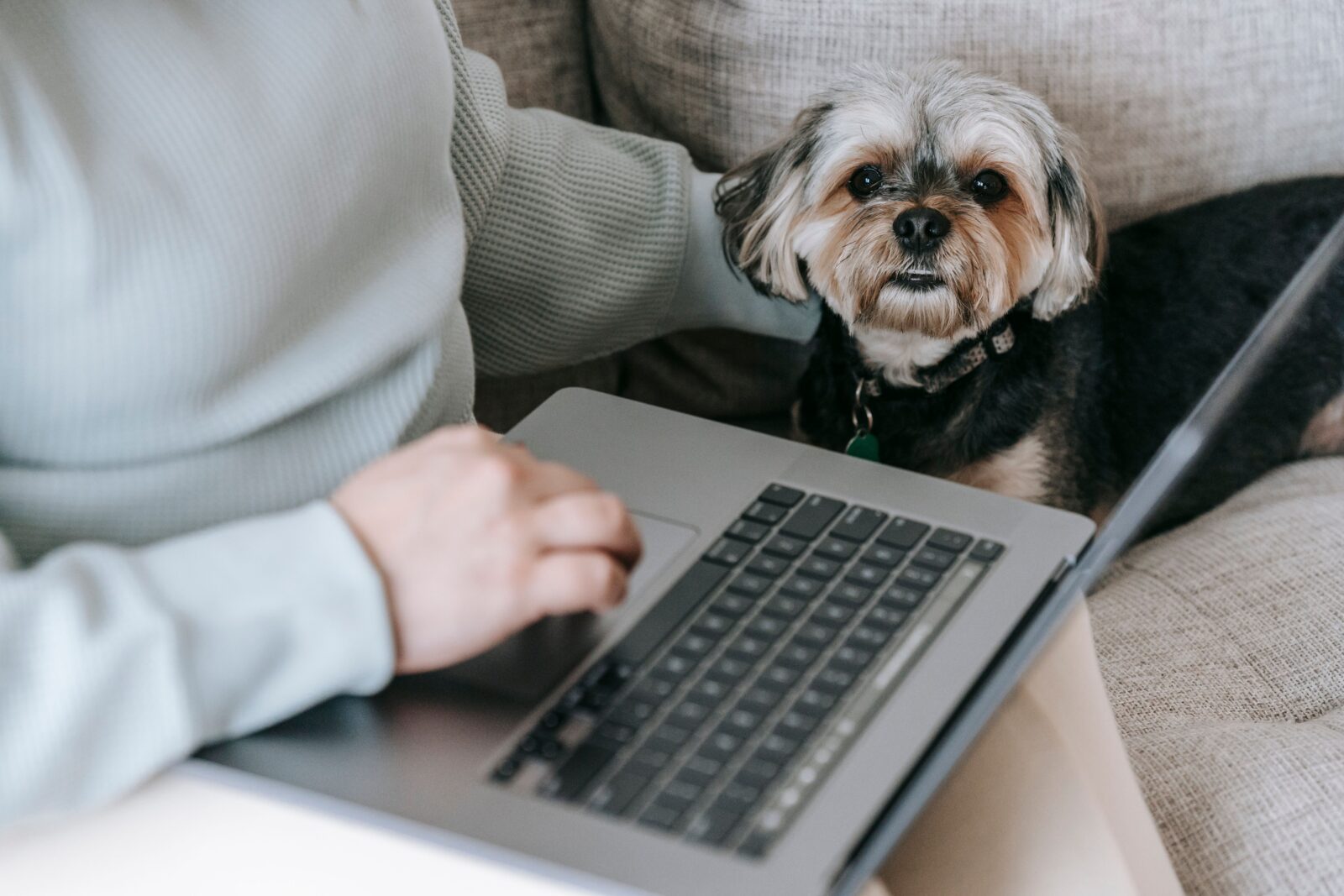Pet owner sitting with a dog while preparing plans for the animal's future care