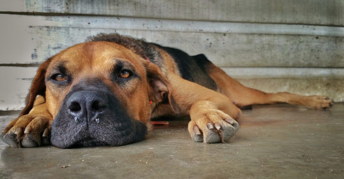 Dog waiting at home alone while its owner is away with anxiety