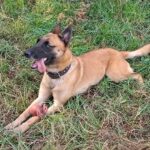 Police working dog associated with NSPCA investigation into the death of SAPS Belgian Malinois Sky