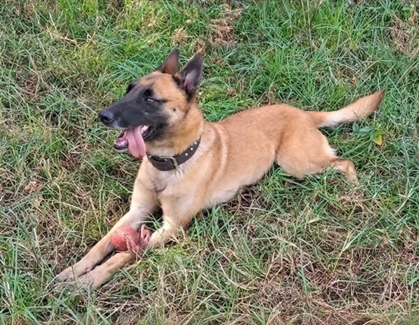 Police working dog associated with NSPCA investigation into the death of SAPS Belgian Malinois Sky