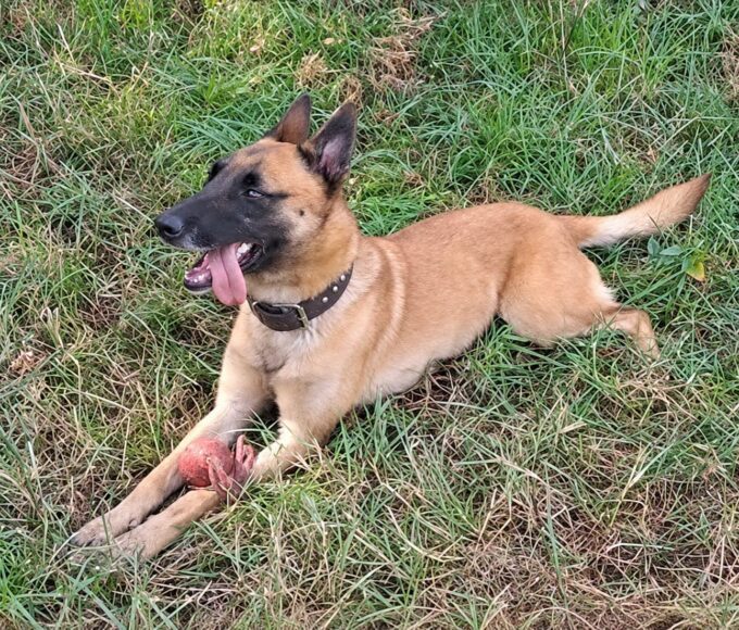 Police working dog associated with NSPCA investigation into the death of SAPS Belgian Malinois Sky