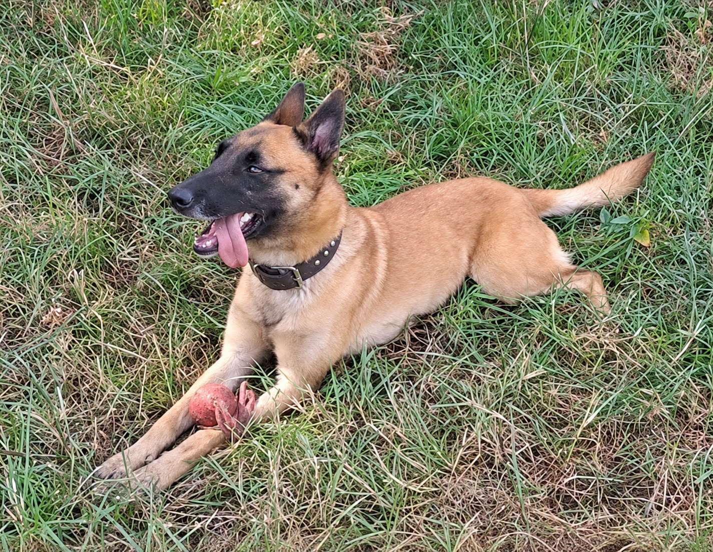 Police working dog associated with NSPCA investigation into the death of SAPS Belgian Malinois Sky