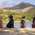 Babylonstoren x Chommies Pet Accessories Collection