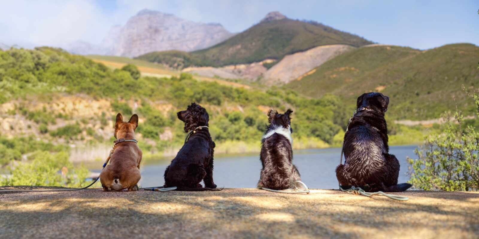 Babylonstoren x Chommies Pet Accessories Collection
