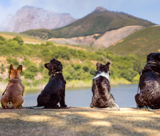 Babylonstoren x Chommies Pet Accessories Collection