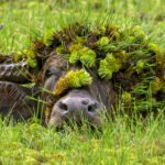 Funny animal photograph shortlisted for the 2026 Nikon Comedy Wildlife Awards