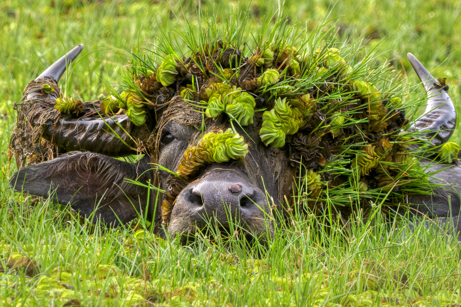 Funny animal photograph shortlisted for the 2026 Nikon Comedy Wildlife Awards